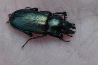 Platycerus caraboides