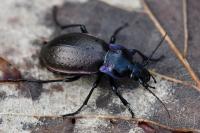 Carabus nemoralis