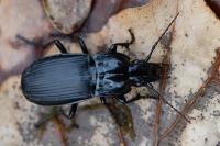 Abax parallelepipedus