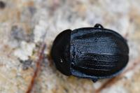 Phosphuga atrata