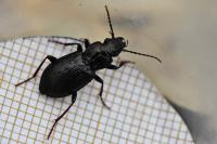 Pterostichus oblongopunctatus
