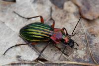 Carabus auronitens