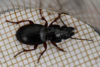 Molops piceus