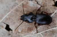 Molops piceus