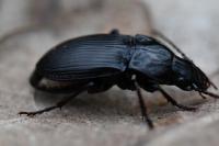 Abax parallelus