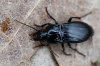 Abax parallelus