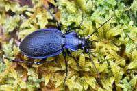 Carabus problematicus