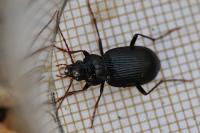 Nebria brevicollis