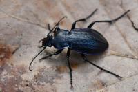 Carabus arvensis