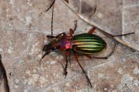 Carabus auronitens