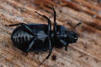 Platycerus caraboides