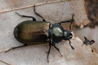 Platycerus caraboides