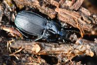 Abax parallelepipedus