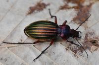 Carabus auronitens