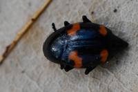 Scaphidium quadrimaculatum