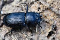 Dorcus parallelipipedus