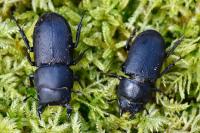 Dorcus parallelipipedus