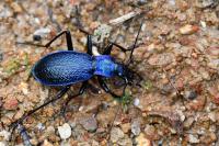 Carabus intricatus