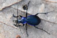 Carabus problematicus