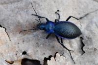 Carabus problematicus