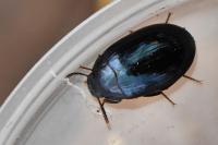 Platydema violacea