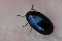 Platydema violacea