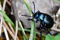 Timarcha goettingensis
