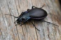 Carabus nemoralis