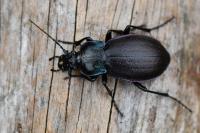 Carabus nemoralis