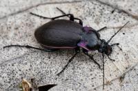 Carabus nemoralis