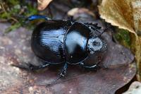 Anoplotrupes stercorosus