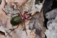 Carabus auronitens