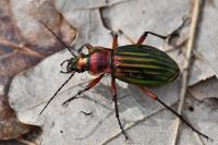 Carabus auronitens