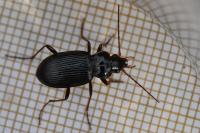 Nebria brevicollis
