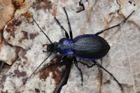 Carabus problematicus