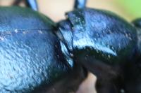 Meloe violaceus