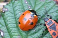 Coccinella septempunctata