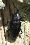 Aulacobaris coerulescens