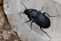 Abax ovalis