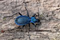 Carabus intricatus