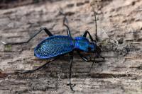 Carabus intricatus