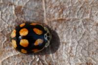 Adalia decempunctata