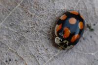 Adalia decempunctata