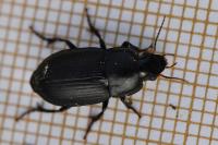Harpalus serripes