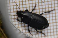 Harpalus serripes