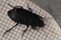 Harpalus serripes