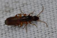 Paradromius linearis