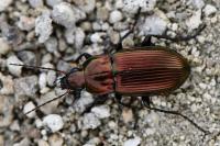 Poecilus cupreus