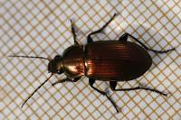 Poecilus cupreus