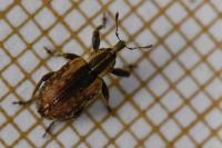 Hypera postica